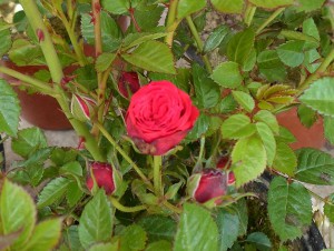 τριανταφυλλια μινι